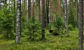 Мишка в лесу