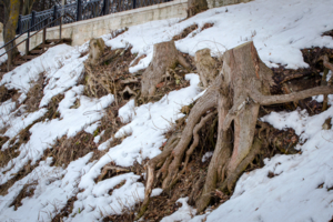 Когда-то были дерева