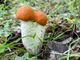 Подосиновик