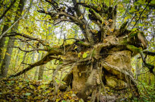 Выворотень