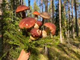 Сентябрьский букет