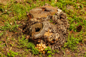 Уединение с природой и подарки леса.