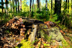 Пень с опятами