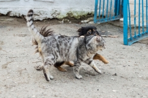 Мы с приятелем вдвоем...