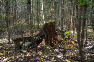 В осеннем убранстве
