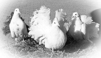 Ты зачем хвост перекрасил?