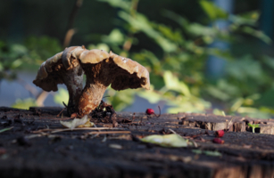 Съеден заживо