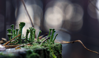 Нам бы на другой пенек, но очень слаб мосток...