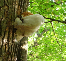 Грибные ассоциации!