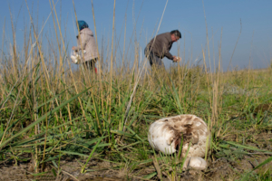 Повылазили грибочки. Раз грибок, два грибок...