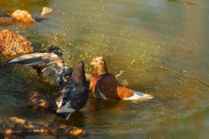 Купание на закате