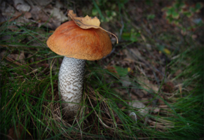 Наше вам с кисточкой!