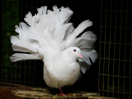 Цена красоты