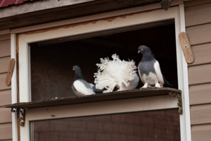 О-оо, какая гулечка!