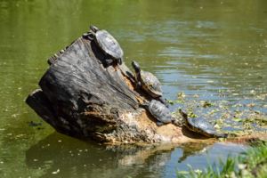 Пень и его обитатели
