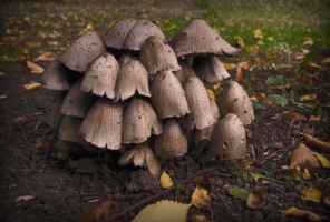 ...зато красавчики!!!