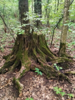 "Лесной осьминог".