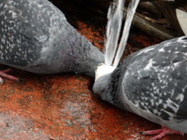 Сушняк конкретный.