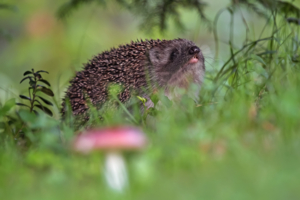 Не померещилось