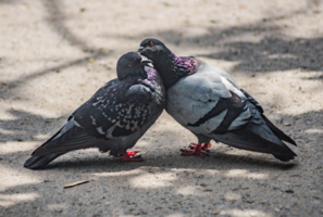 голубинная любовь