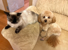 Люся и Тоби