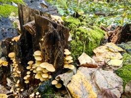 Пень во мху и грибах