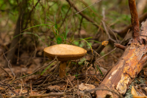 Подберёзовик