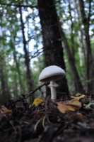 В белой юбочке