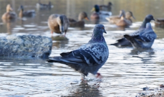 По морям, по волнам..