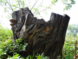 Пень "Мудрёный".