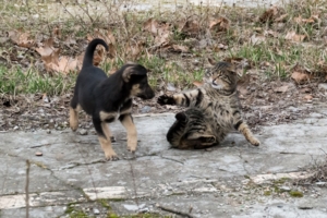 "Радушный" прием