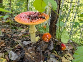 На краю оврага