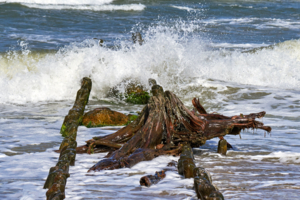 Пень-мореплаватель