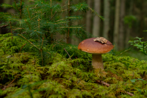 Белый гриб.