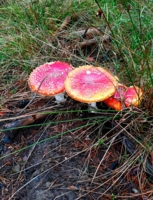 Нельзя не заметить меня,мухомора