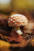 Осенний мухомор