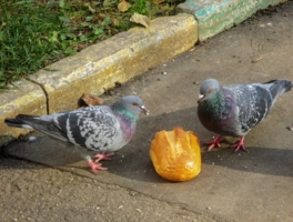 Манна небесная...