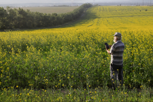 В горчичном поле