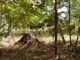 Трансформация в муравейник