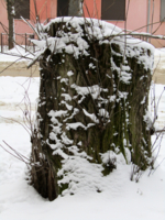 Найди бегущую собаку на пне