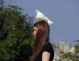 С белым голубем