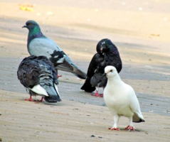 Разномастные