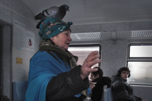 Как голубь  зайцем ехал )