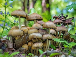 Семейка волшебных грибочков