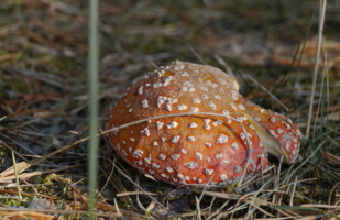 "Кусок пирога-угощайтесь"- Баба Яга !)