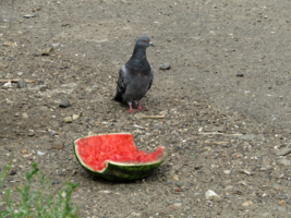 Есть или не есть, вот в чем вопрос