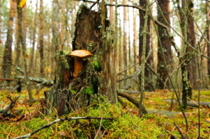 Ну вот и пригодился.