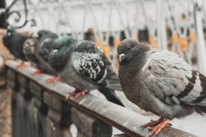 Старожилы питерских каналов