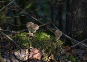 Третий лишний.