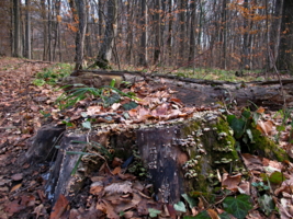 Приукрасился